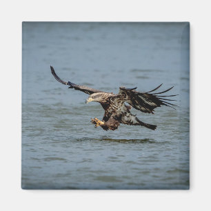 Imã Águia Balda imatura mergulhando em peixes