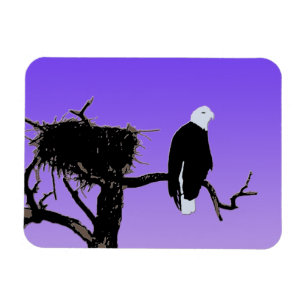 Ímã Águia Balda no Sunset - Arte Original da Vida Sel