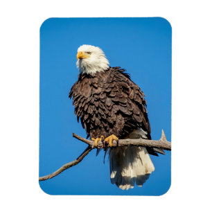 Ímã Águia caida em uma ramificação de árvore