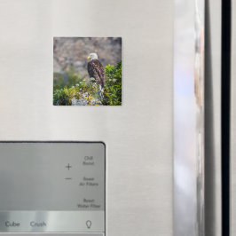 Imã Águia caída sentada no ímã rochoso