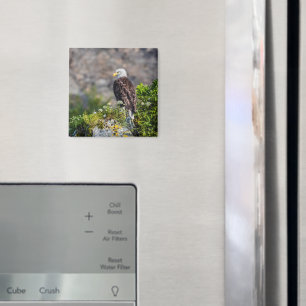 Imã Águia caída sentada no ímã rochoso