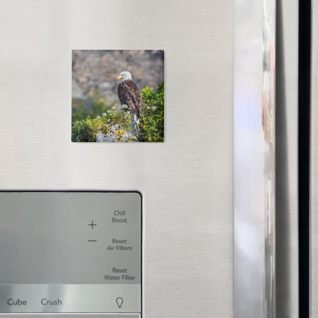 Imã Águia caída sentada no ímã rochoso (In Situ (Fridge))