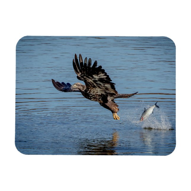 Ímã Águia Cálida imatura derrubando um peixe (Horizontal)