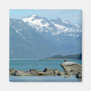 Imã Águia-careca em Skagway Alasca