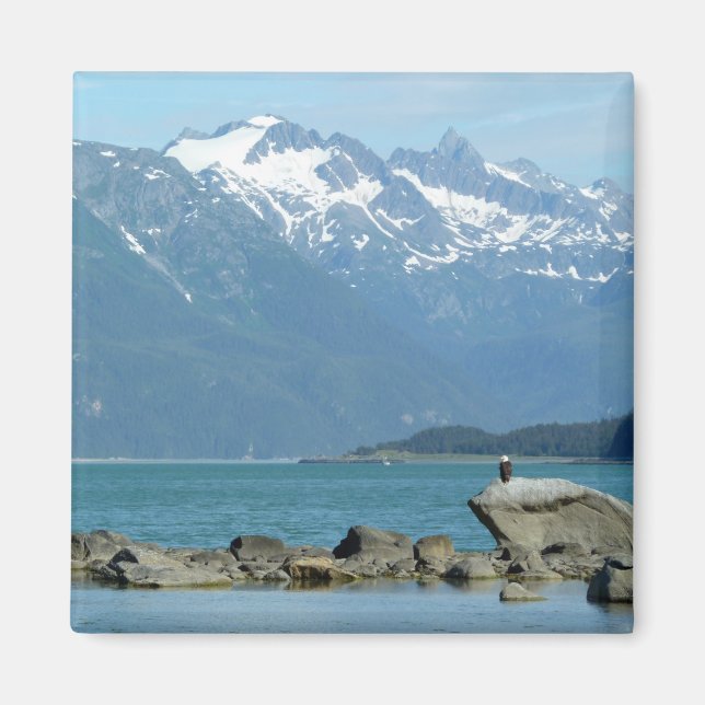 Imã Águia-careca em Skagway Alasca (Frente)