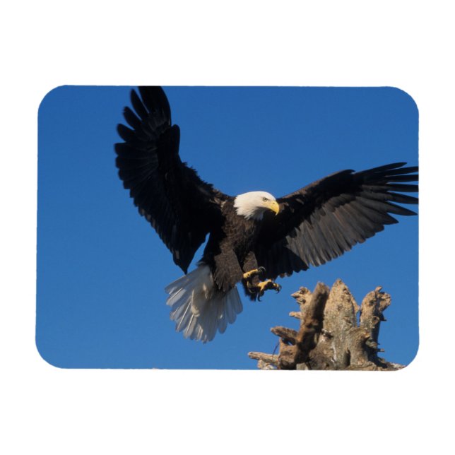 Ímã águia-careca, Haliaeetus leuccocephalus, pousando (Horizontal)