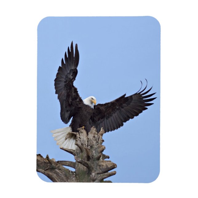 Ímã Águia-careca (Haliaeetus leucocephalus) com asas (Vertical)