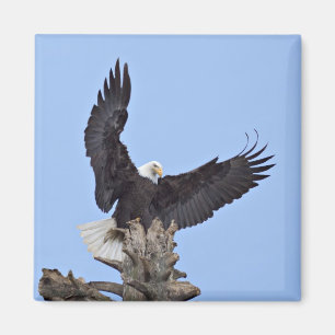 Imã Águia-careca (Haliaeetus leucocephalus) com asas