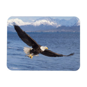 Ímã águia-careca, Haliaeetus leucocephalus, em voo 4
