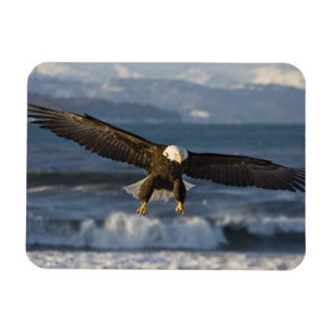 Ímã Águia-careca, Haliaeetus leucocephalus, Homer, 3