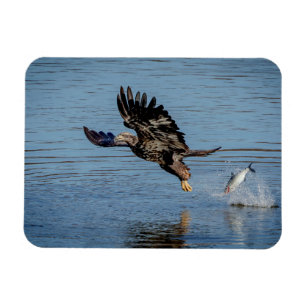 Ímã Águia-careca imatura a largar um peixe