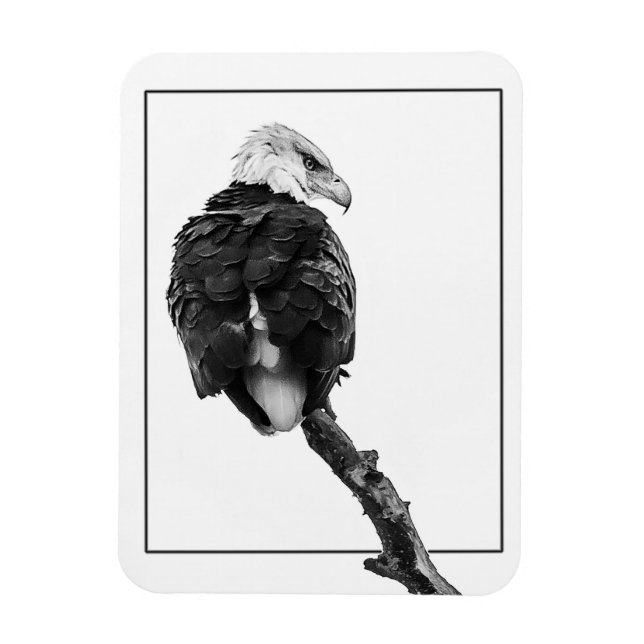 Ímã Águia-careca severa (Vertical)