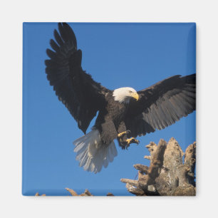 Imã águia-pescadora-americana, Haliaeetus leuccocephal