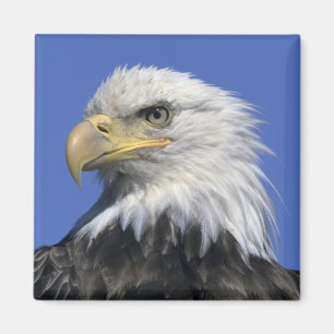 Imã Águia-pescadora-americana, (Haliaeetus leucocephal