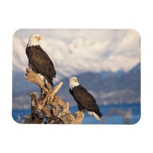 Ímã águia-pescadora, Haliaeetus leuccocephalus, casal