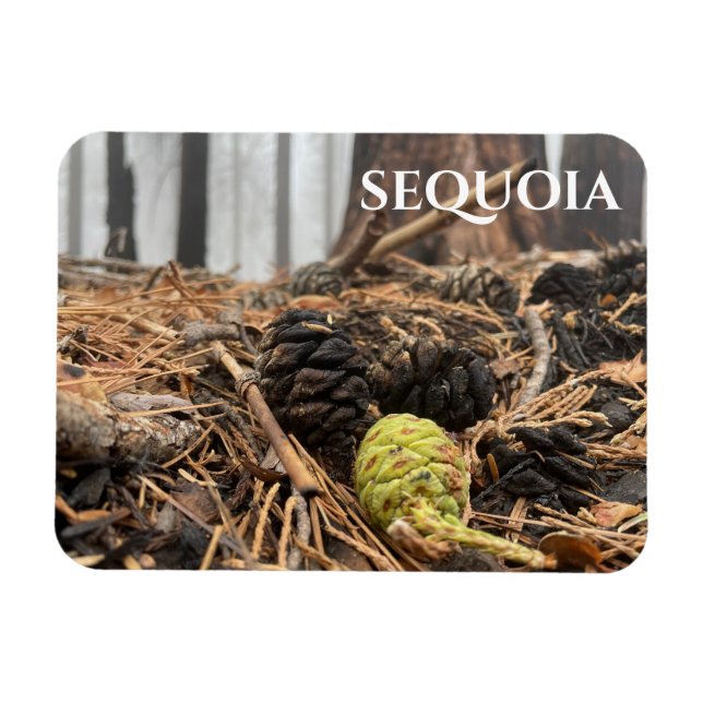 Ímã Agulhas e Cones, pavimento florestal, Sequoia NP (Horizontal)