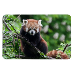 Ímã Ailurus fulgens