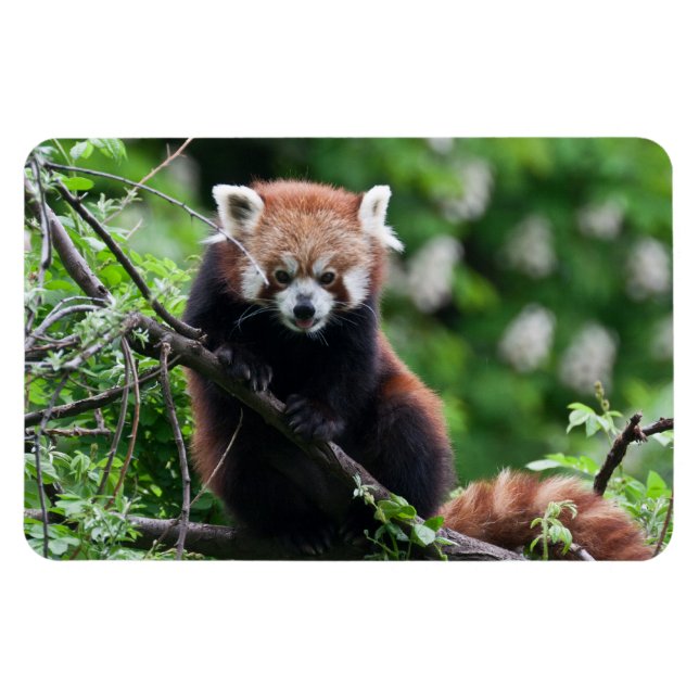 Ímã Ailurus fulgens (Horizontal)