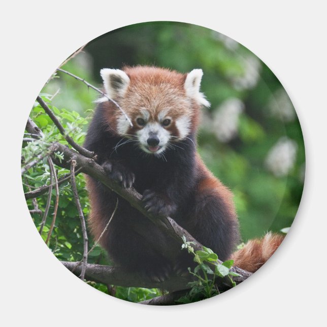 Imã Ailurus fulgens (Frente)