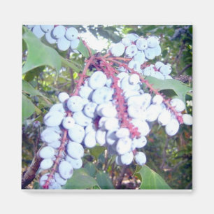 Imã Airelas selvagens