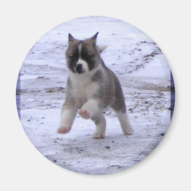 Imã Akita Puppy Magnets (Frente)