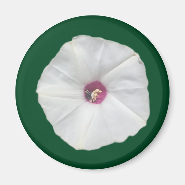 Imã Alamo Vine (Frente)