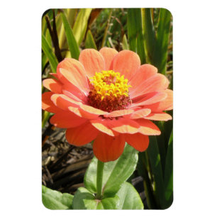 Ímã alaranjado do prêmio da flor do Zinnia