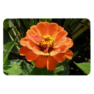Ímã alaranjado do prêmio do Zinnia