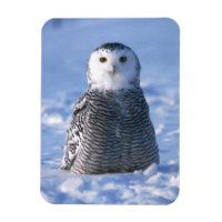 Alaska Artic Winter Snowy Owl Designada