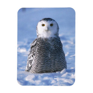 Ímã Alaska Artic Winter Snowy Owl Designada