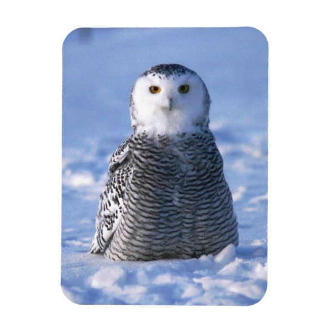 Ímã Alaska Artic Winter Snowy Owl Designada (Vertical)