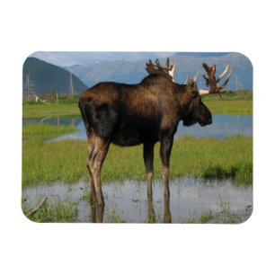 Ímã Alaska Bull Moose Antlers Marsh Foto Designada