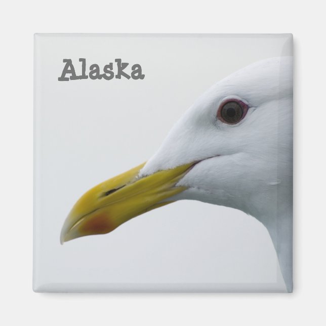 Imã Alaska Seagull Magnet (Frente)