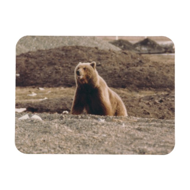Ímã Alaska Tundra Grizzly Sow Artic Refrigerator (Horizontal)