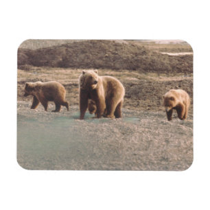 Ímã Alaska Tundra Grizzly Sow e Cubs Refrigerator