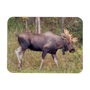 Ímã Alaskan Bull Mose 3" x 4" Fotografia flexível