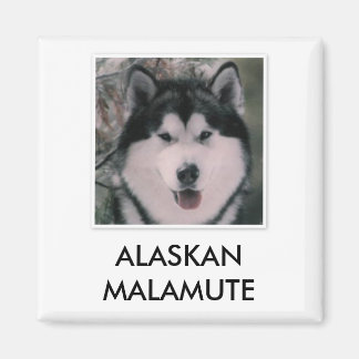 Imã Alaskan Malamute Magnet