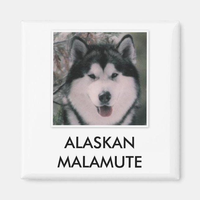 Imã Alaskan Malamute Magnet (Frente)
