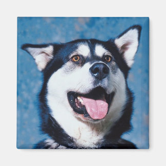 Imã Alaskan Malamute Magnet