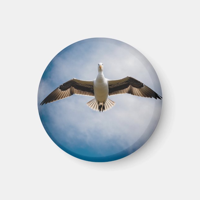 Imã Albatroz (Frente)