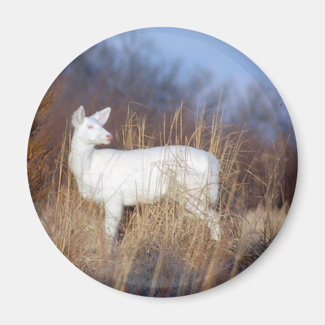 Imã albino (Frente)