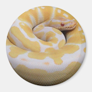 Imã Albino Ball Python Magnet