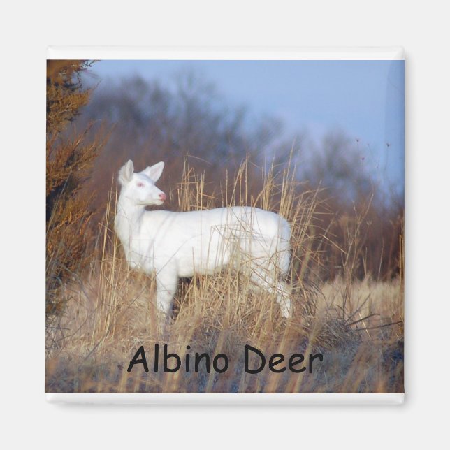 Imã Albino Deer Magnet (Frente)