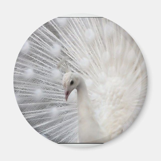 Imã Albino Peacock (Frente)