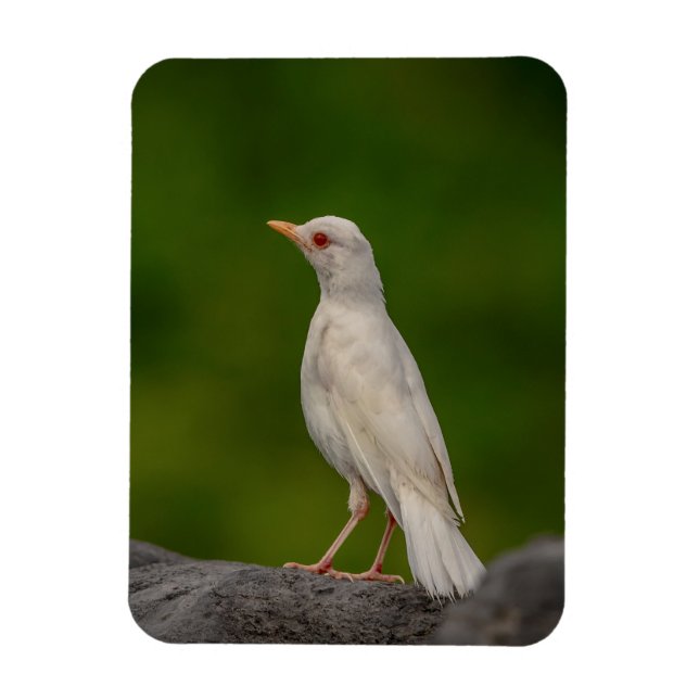 Ímã Albino Robin em Crown Point (Vertical)