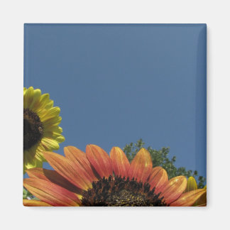 Imã Alcance o céu!