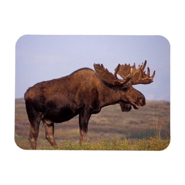 Ímã alce, Alces alces, touro com grandes chifres (Horizontal)