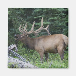 Imã Alce borrado no Banff National Park, Canadá.