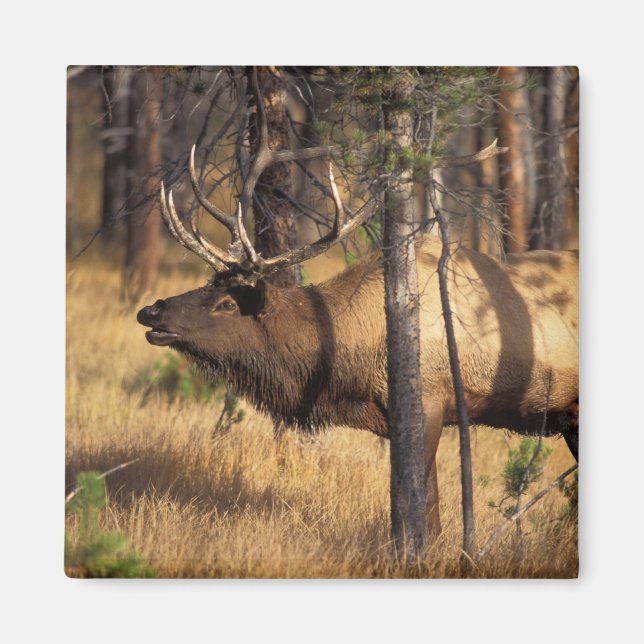 Imã alce, Cervus elaphus, touro bugles em uma área que (Frente)