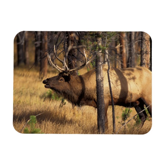 Ímã alce, Cervus elaphus, touro canta em uma área quei (Horizontal)